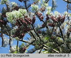 Abies concolor (jodła jednobarwna)