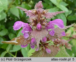 Lamium maculatum (jasnota plamista)