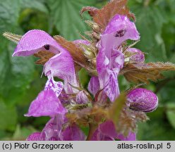 Lamium maculatum (jasnota plamista)