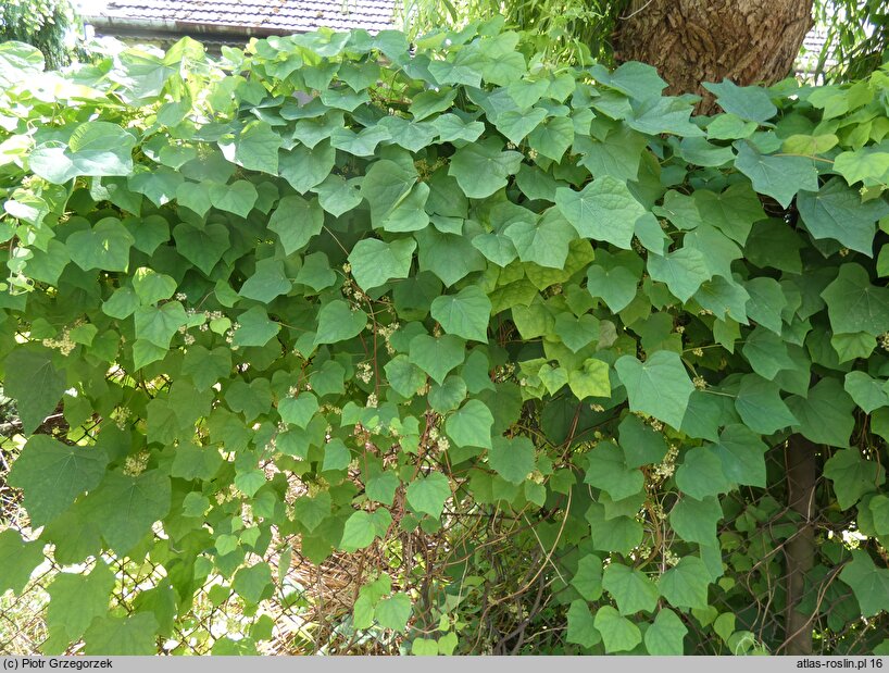 Menispermum canadense (miesięcznik kanadyjski)