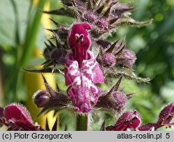 Stachys sylvatica (czyściec leśny)