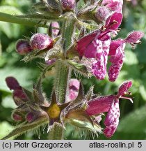 Stachys sylvatica (czyściec leśny)