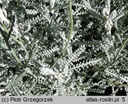 Santolina chamaecyparissus (santolina cyprysikowata)