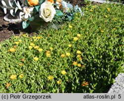 Delosperma deschampsii