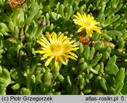 Delosperma deschampsii