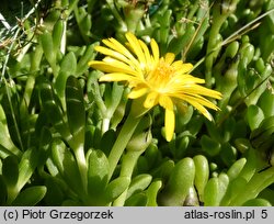 Delosperma deschampsii