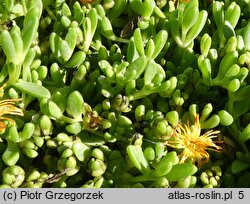 Delosperma deschampsii