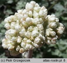 Helichrysum petiolare (kocanki włochate)