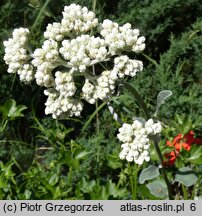 Helichrysum petiolare (kocanki włochate)