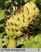 Magnolia obovata (magnolia szerokolistna)