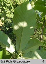 Magnolia obovata (magnolia szerokolistna)