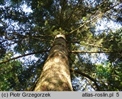 Abies holophylla (jodła mandżurska)