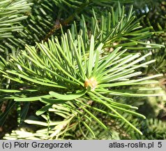 Abies holophylla (jodła mandżurska)