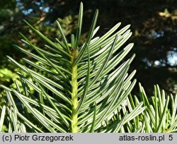 Abies holophylla (jodła mandżurska)