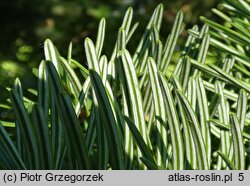 Abies holophylla (jodła mandżurska)