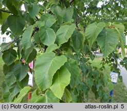 Betula maximowiczii (brzoza Maksimowicza)