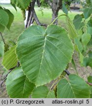 Betula maximowiczii (brzoza Maksimowicza)