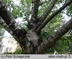 Betula maximowiczii (brzoza Maksimowicza)