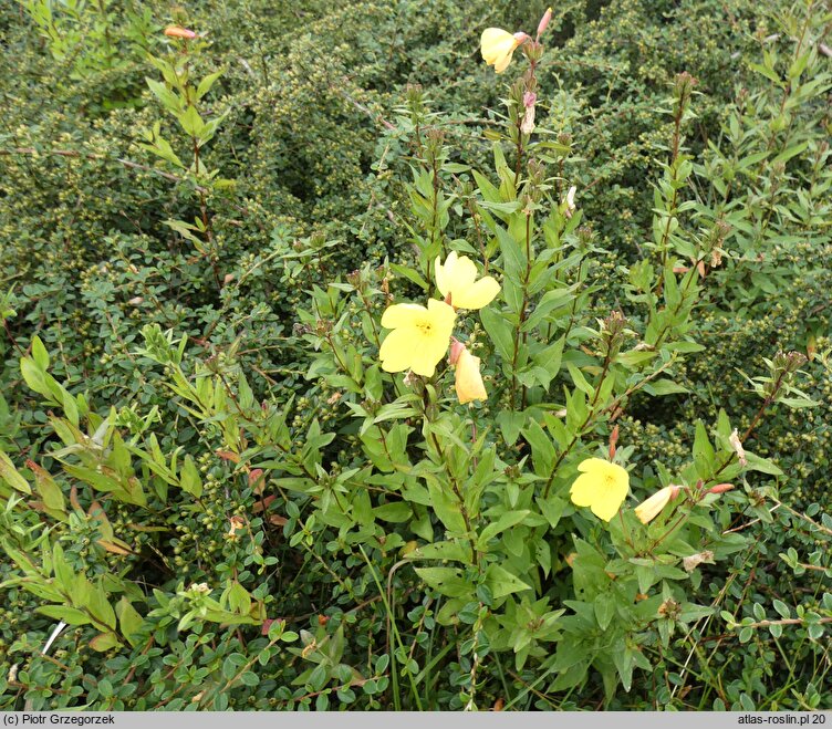 Oenothera tetragona (wiesiołek czworograniasty)