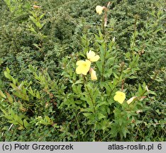 Oenothera tetragona (wiesiołek czworograniasty)