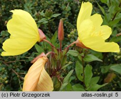 Oenothera tetragona (wiesiołek czworograniasty)