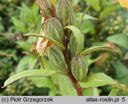 Oenothera tetragona (wiesiołek czworograniasty)