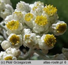 Helichrysum petiolare (kocanki włochate)