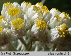 Helichrysum petiolare (kocanki włochate)