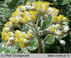 Helichrysum petiolare (kocanki włochate)