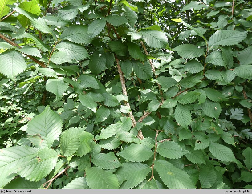 Ulmus minor var. suberosa