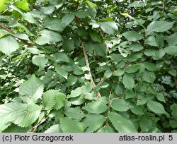 Ulmus minor var. suberosa