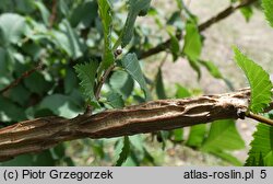 Ulmus minor var. suberosa