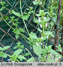 Ballota nigra (mierznica czarna)