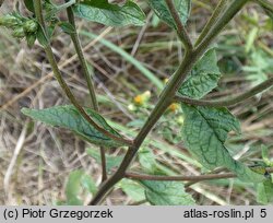 Inula conyza (oman szlachtawa)