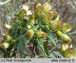 Inula conyza (oman szlachtawa)