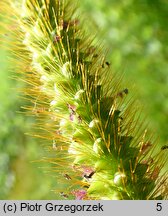 Setaria pumila (włośnica sina)