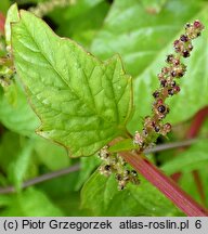 Chenopodium polyspermum (komosa wielonasienna)