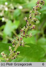 Chenopodium polyspermum (komosa wielonasienna)