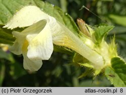 Galeopsis speciosa (poziewnik pstry)