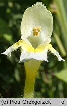 Galeopsis speciosa (poziewnik pstry)