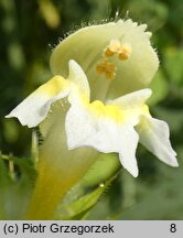 Galeopsis speciosa (poziewnik pstry)