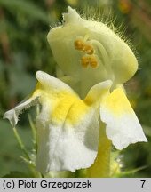 Galeopsis speciosa (poziewnik pstry)