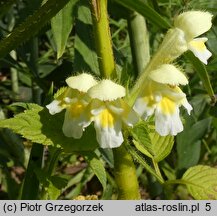 Galeopsis speciosa (poziewnik pstry)