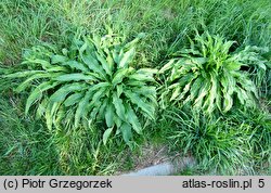 Bunias orientalis (rukiewnik wschodni)