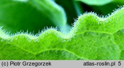 Bunias orientalis (rukiewnik wschodni)