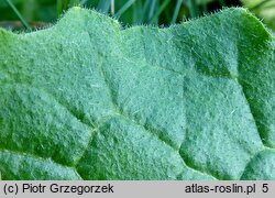 Bunias orientalis (rukiewnik wschodni)