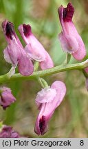 Fumaria rostellata (dymnica szerokodziałkowa)