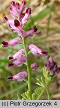 Fumaria rostellata (dymnica szerokodziałkowa)