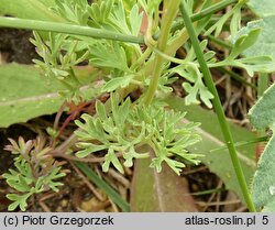 Fumaria rostellata (dymnica szerokodziałkowa)