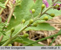 Fumaria rostellata (dymnica szerokodziałkowa)